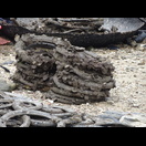 Austern sitzen auf Mopedreifen